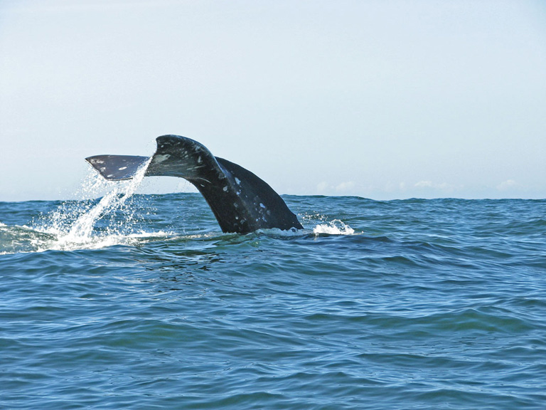 oregon coast whale watching