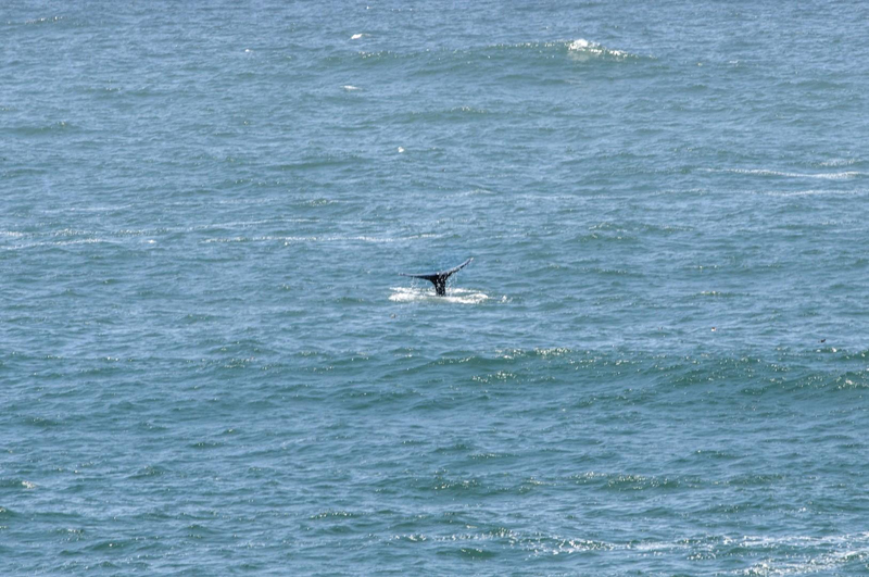 A whale tail view in the Pacific Ocean.