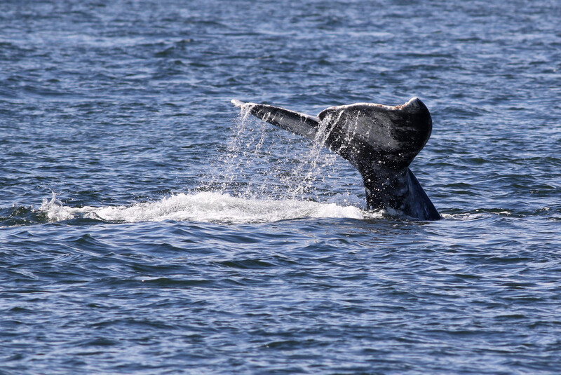 Gray whale tail with trailing water; called a whale fluke.