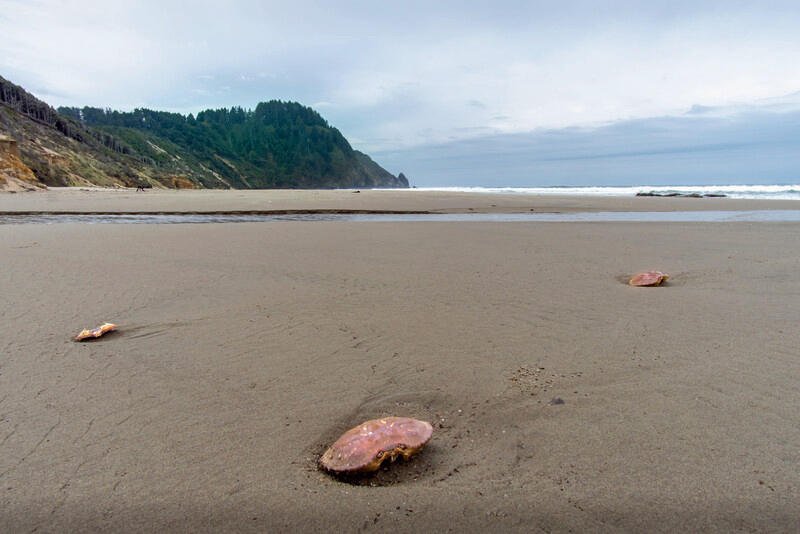 View of empty crab shells while hiking along the flat sandy beach on the Oregon Coast Trail.