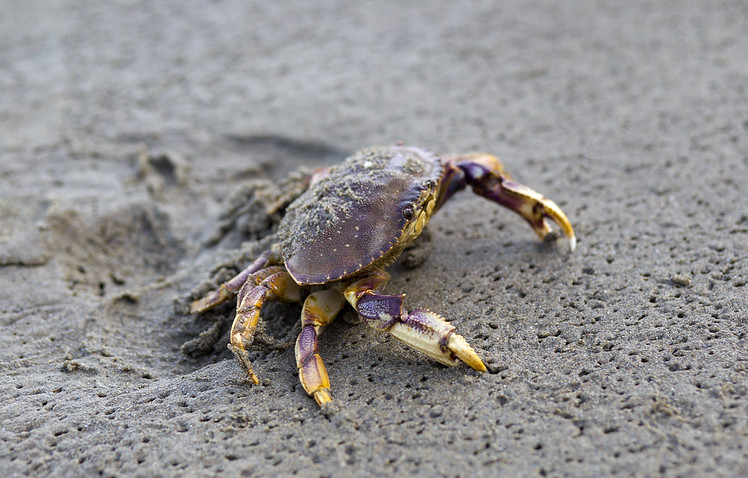 Oregon Coast crab walking on the sand.