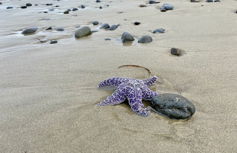 Purple starfish in the sand on an Oregon beach.