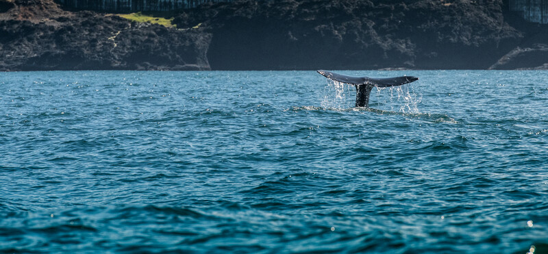 Oregon Coast whale tail sighting in blue ocean waters.