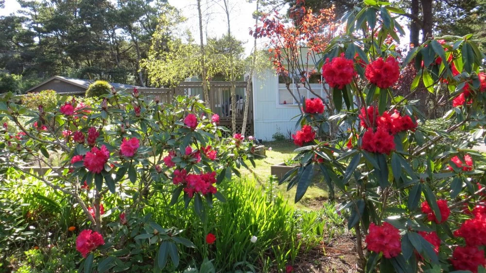 Smugglers Cove Dog Friendly Fenced Yard — photo 5