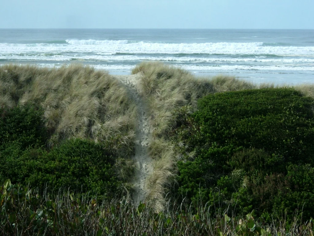 Seaweed - Beachfront on Heceta Beach — photo 2